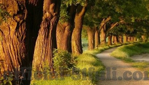 哪里才能找到糖心app-解密糖心app的妙用之地，揭秘真实用户的分享心得